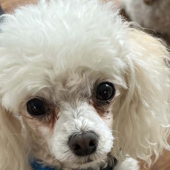 Meet your Posher, Paula - Picture 1 of 1